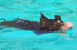 swimming-Berkshire-pig2.jpg