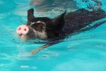 swimming-Kurobuta-pig2.jpg