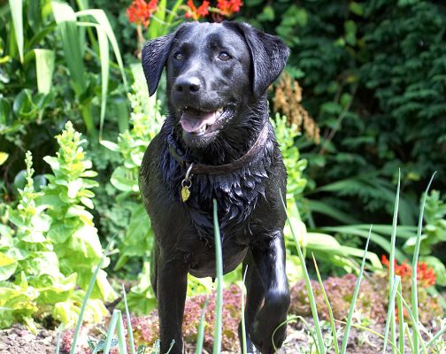 Uh oh, I've been caught going in the stream
See the doggie guest book at [url=http:www.dog-hotel.co.uk/Guests] Dog Hotel Blog [/url].
Avainsanat: Ellie Black Labrador