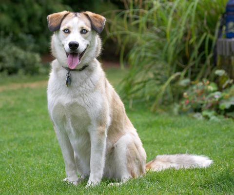 Miss Husky 2006
Palabras clave: Missy Labrador Husky X Cross