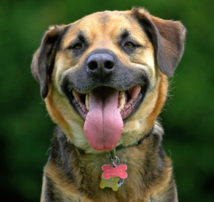 I look handsome too!
Palabras clave: Ripley Labrador Shepherd X Cross tongue