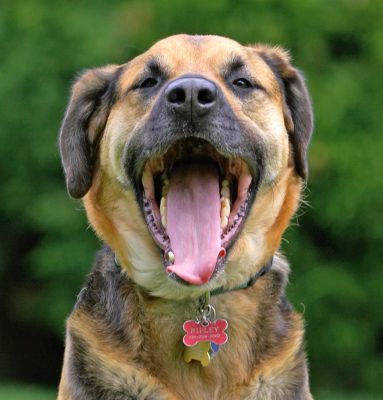 It's so boring posing for photographs
Schlüsselwörter: Ripley Labrador Shepherd X Cross tongue