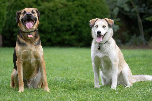 We're being such a good boy and good girl
Anahtar kelimeler: Ripley Missy Labrador Husky Shepherd Cross X tongue