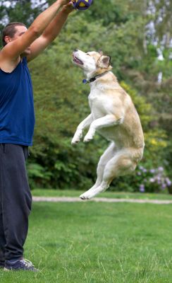 I can get that ball
Klíčová slova: Missy Labrador Husky X Cross