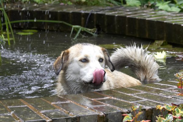 I just love a dip
Klíčová slova: Missy Labrador Husky Cross X tongue