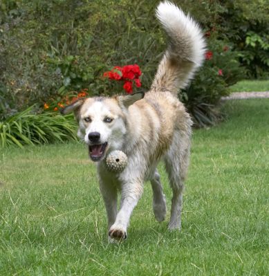 Goody, ball time
Ключови думи: Missy Labrador Husky Cross X