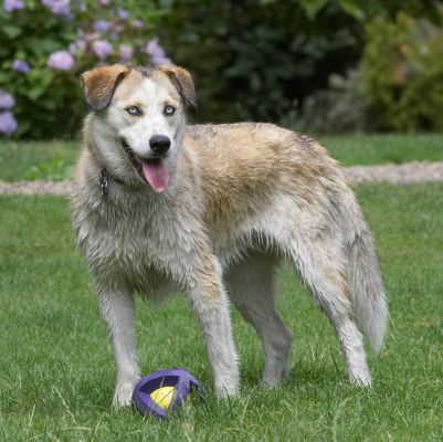 I'll bring the ball back when I'm ready
Anahtar kelimeler: Missy Labrador Husky Cross X tongue