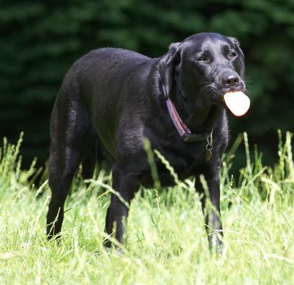 That's what I think of you
Palabras clave: Ellie Black Labrador tongue