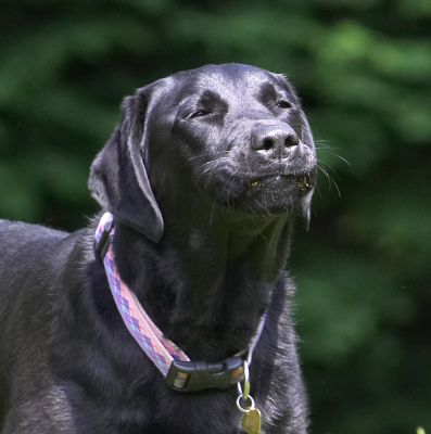 Funny face
Λέξεις-κλειδιά: Ellie Black Labrador
