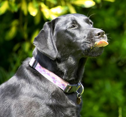 Yumm
Ключевые слова: Ellie Black Labrador tongue
