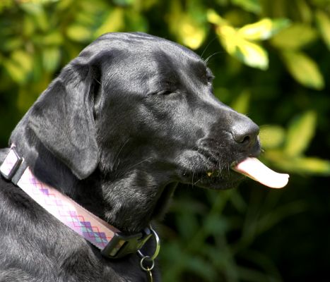 I'm exercising my tongue
Ключові слова: Black Labrador tongue Ellie