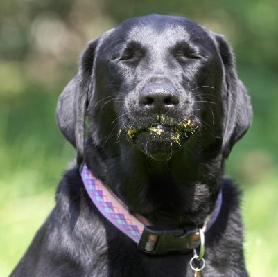 I'm just enjoying the moment
Palabras clave: Ellie Black Labrador