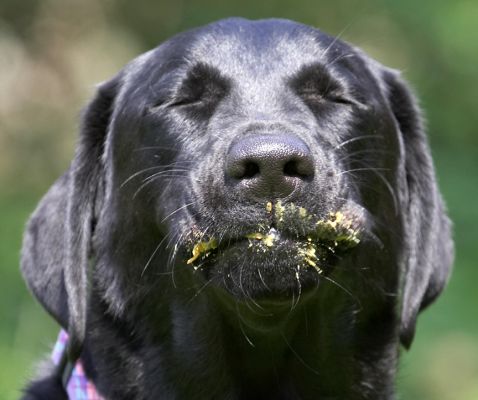 Oooh, bliss
Palabras clave: Ellie Black Labrador