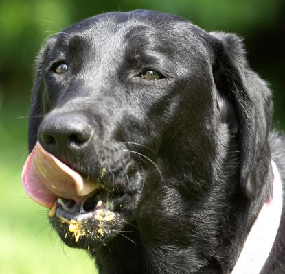 Food, my favourite past-time
Ključne besede: Ellie Black Labrador tongue