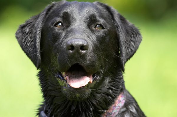 I am being a good girl
Keywords: Ellie Black Labrador tongue