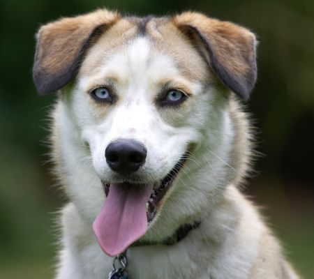 I'm just a happy bunny
Ключевые слова: Missy Labrador Husky Cross X tongue