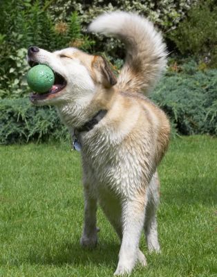 Yeah, caught it
Schlüsselwörter: Missy Labrador Husky Cross X