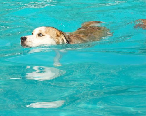 Look at my reflection
Keywords: Missy Labrador Husky Cross X