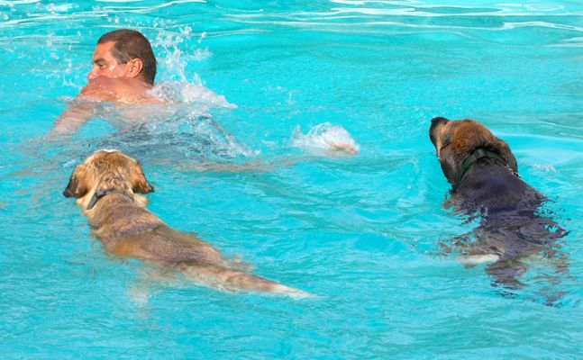 Boy, this guy is fast!
Keywords: Ripley Missy Labrador Husky Shepherd Cross X Zbigniew