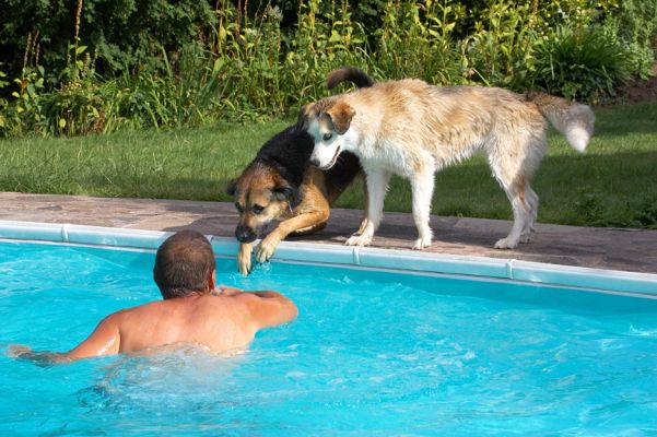 Shall we go in again?
Keywords: Ripley Missy Labrador Husky Shepherd Cross X Zbigniew