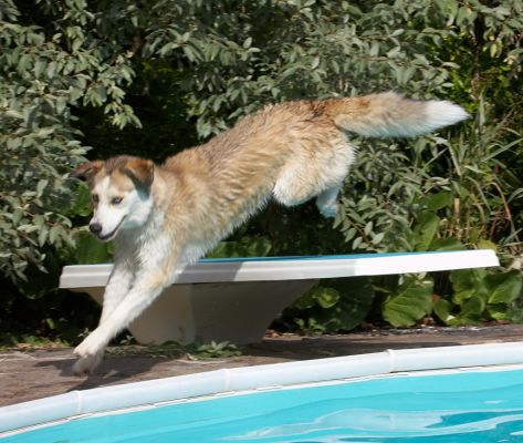 Well, they call this a diving board don't they?
Schlüsselwörter: Missy Labrador Husky Cross X