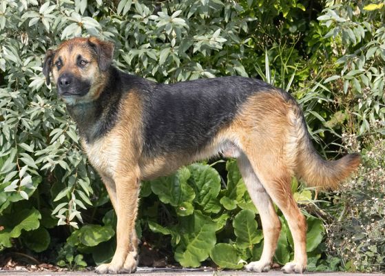 How long is Missy gonna be?
Ključne besede: Ripley Labrador Shepherd Cross X
