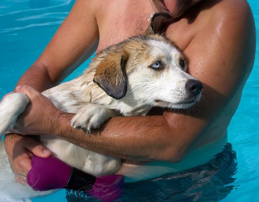 Aaah, a pair of strong arms
Keywords: Missy Labrador Husky Cross X Zbigniew
