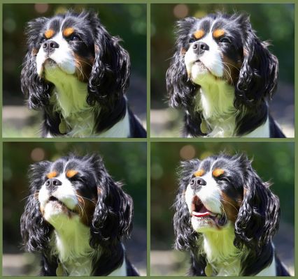 My gallery of funny faces
Keywords: Jasper King Charles Spaniel