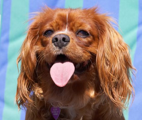 Who's a princess then!
Ključne besede: Ruby King Charles Spaniel tongue