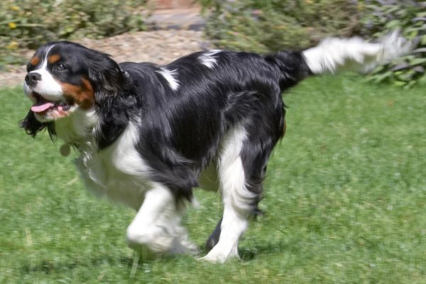 All this exercise will make me hungry
Schlüsselwörter: Jasper King Charles Spaniel