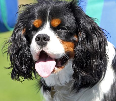 OK, you've got the shot, gimme the cookie
Palabras clave: Jasper King Charles Spaniel tongue