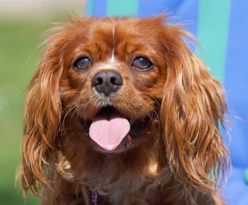 I'm not taking my eyes of that cookie
Klíčová slova: Ruby King Charles Spaniel tongue