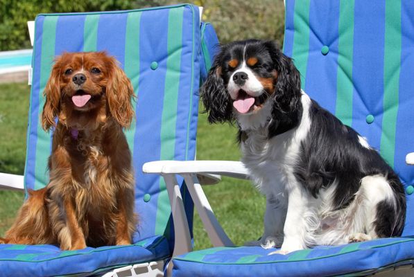 This is better than being either side of a fireplace
See the doggie guest book at the [url=http://www.dog-hotel.co.uk/Guests] Dog Hotel Blog [/url]
Λέξεις-κλειδιά: Ruby Jasper King Charles Spaniel tongue