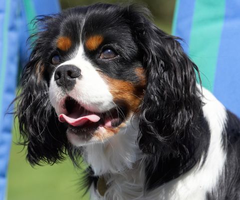 How long do I have to sit here?
Ključne besede: Jasper King Charles Spaniel