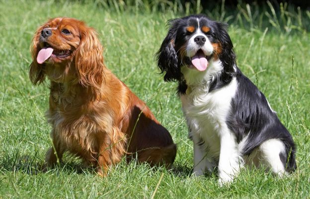 Jus' chilling out
الكلمات الإستدلالية(لتسهيل البحث): Ruby Jasper King Charles Spaniel tongue