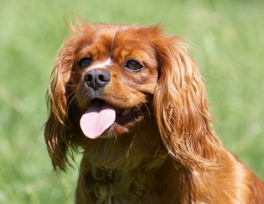 I'm looking my best
Keywords: Ruby King Charles Spaniel
