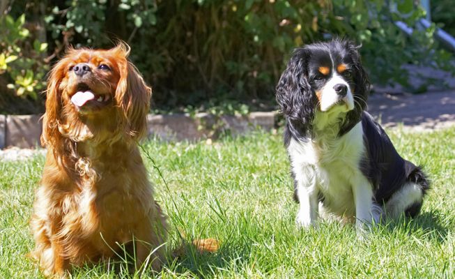I don't know what's up with Mr Grumpy over there
Ключевые слова: Ruby Jasper King Charles Spaniel tongue