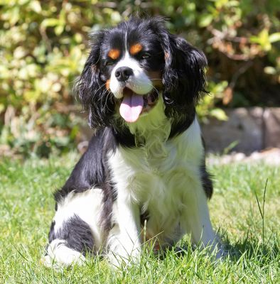 Hey, look at me, I'm not grumpy
Keywords: Jasper King Charles Spaniel tongue