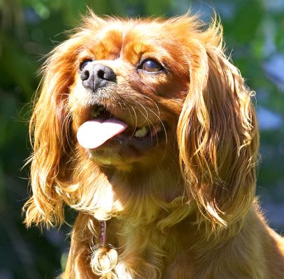 Do you like my highlights?
Trefwoorden: Ruby King Charles Spaniel tongue