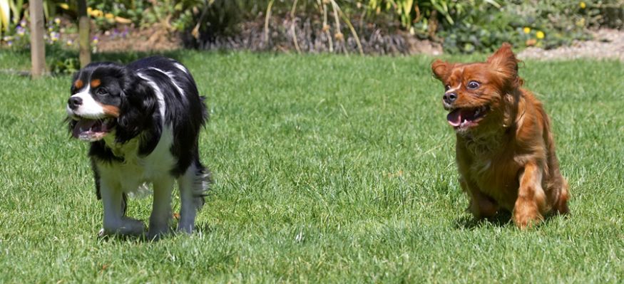 I'm coming to get you
Anahtar kelimeler: Ruby Jasper King Charles Spaniel