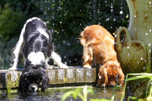 Mmmm, who wants clean water when there's pond life
Keywords: Jasper Ruby King Charles Spaniel