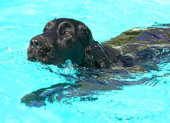 Aren't I an elegant swimmer
Keywords: Woody Cocker Spaniel