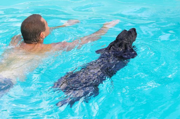 Synchronised swimming
Keywords: Woody Cocker Spaniel Zbigniew