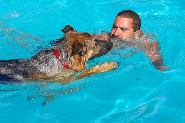I'm coming for another helping hand
Anahtar kelimeler: Max German Shepherd Alsatian Zbigniew