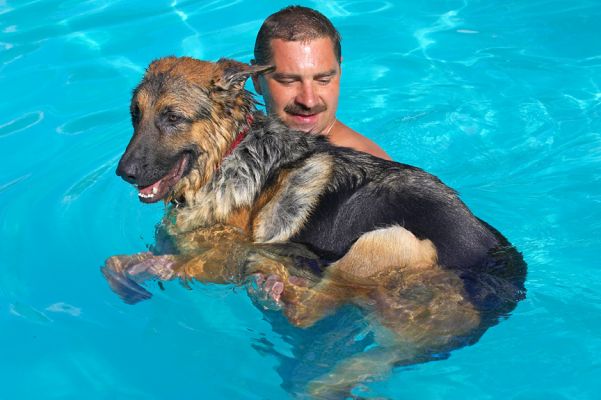 We could do with an airbed in this pool
Anahtar kelimeler: Max German Shepherd Alsatian Zbigniew