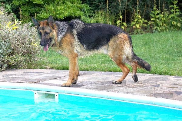 Wow, it's a big pool
Anahtar kelimeler: Max German Shepherd Alsatian