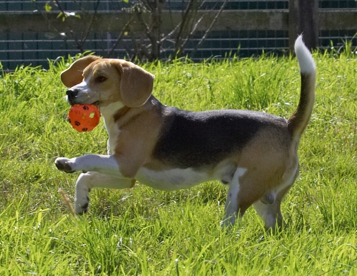 Isn't this what puppy's do?!
Mots-clés: Archie Beagle puppy