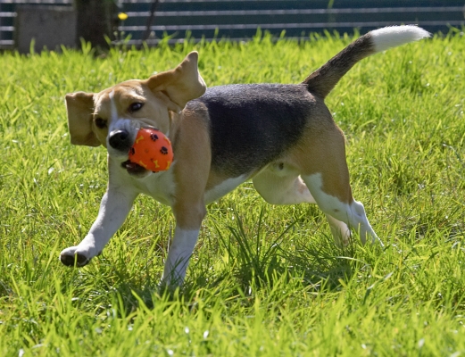 I'm just having so much fun
Keywords: Archie Beagle puppy