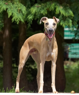 The watch bird
Anahtar kelimeler: Kipper Whippet