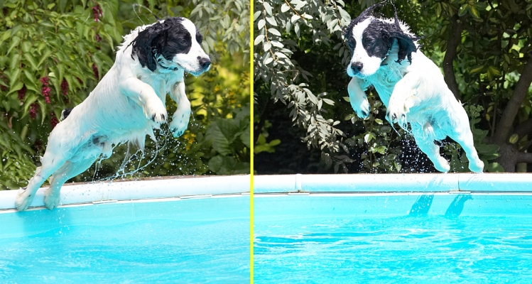 My perfect diving technique
Anahtar kelimeler: Charlie Cocker Spaniel